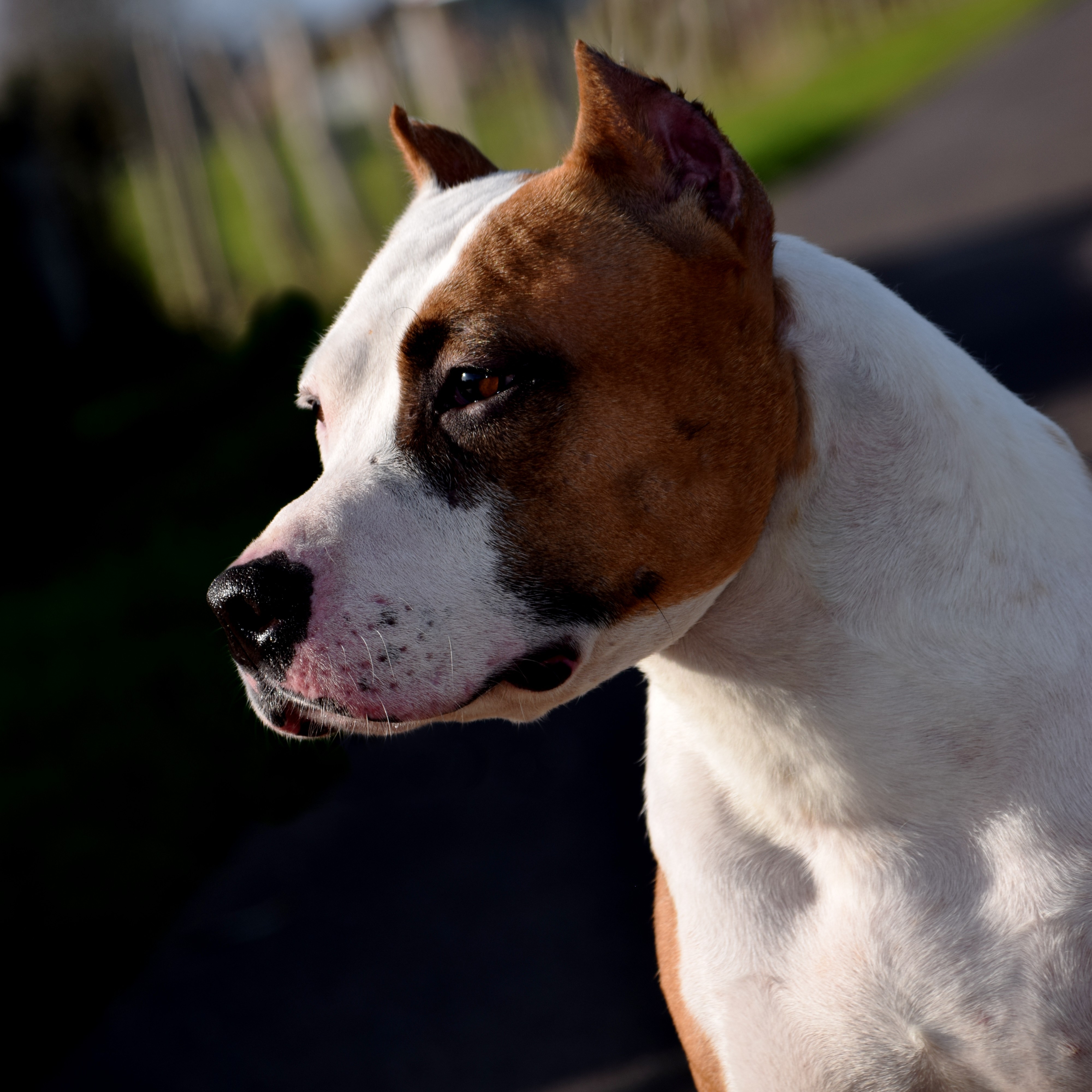 Les American Staffordshire Terrier de l'affixe De L'Empreinte De Dog'star