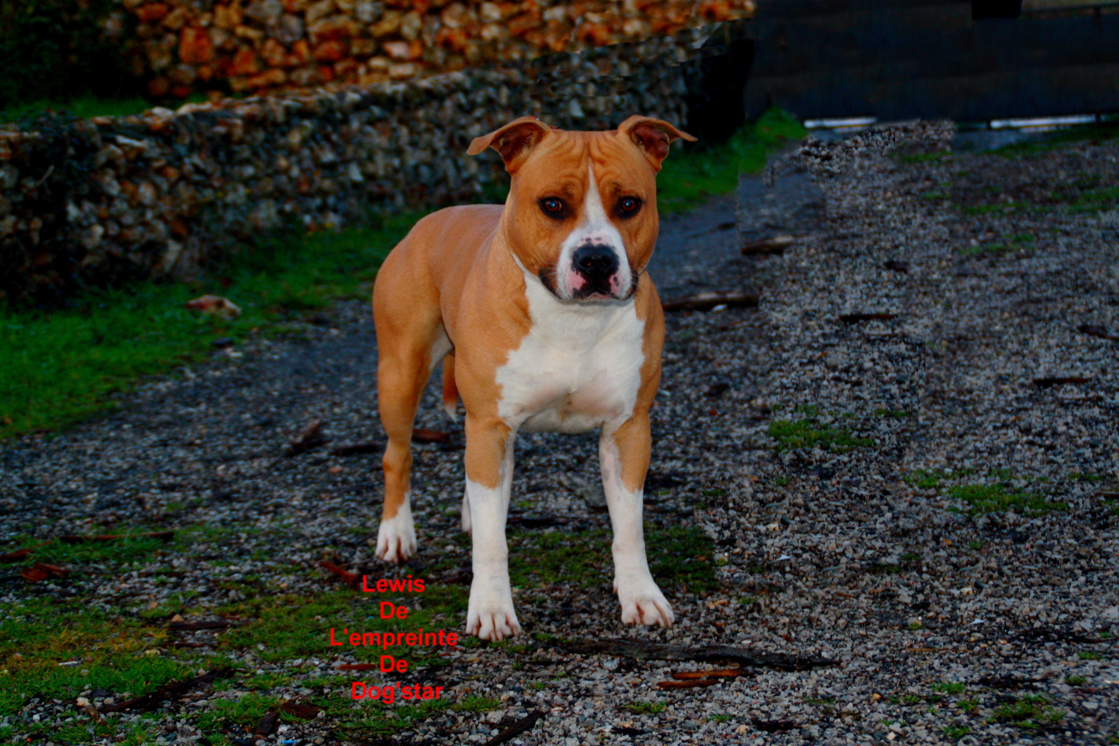 Lewis De L'Empreinte De Dog'star