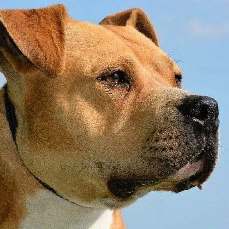 Flash de l'empreinte de dog'star (Sans Affixe)