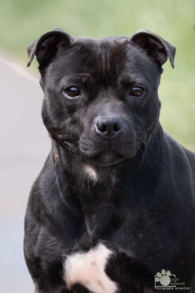 Paya dog'star (Sans Affixe)