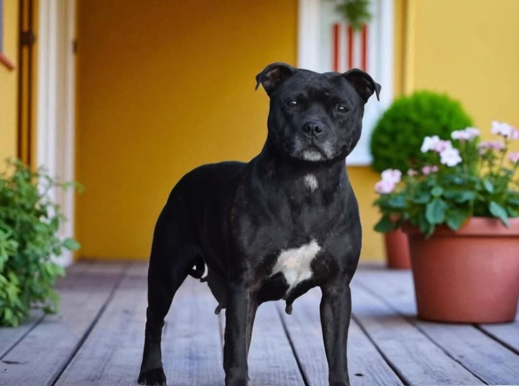 Paya dog'star (Sans Affixe)