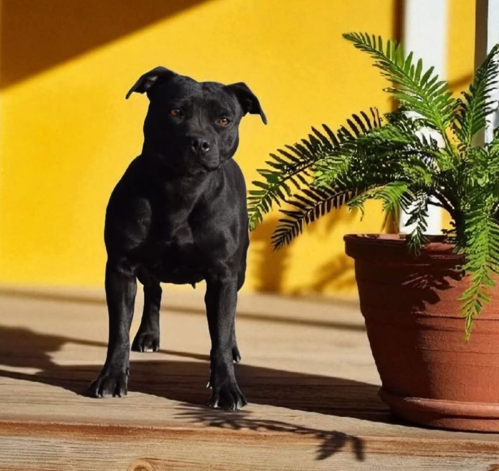 Uly dog'star (Sans Affixe)