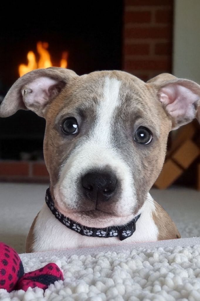 As dog'star Du Royaume De Tag