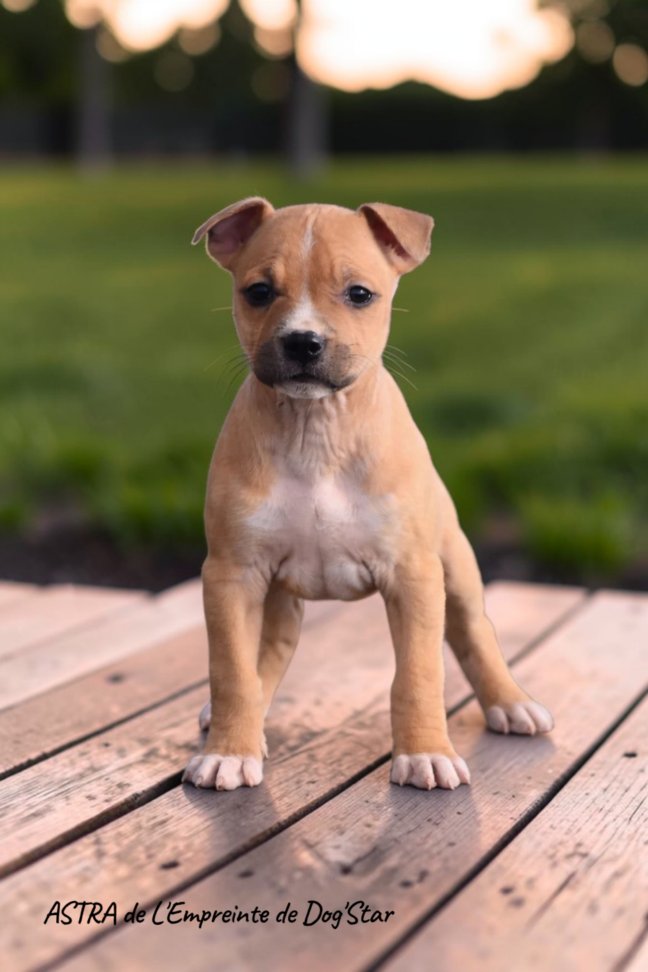 Astra De L'Empreinte De Dog'star