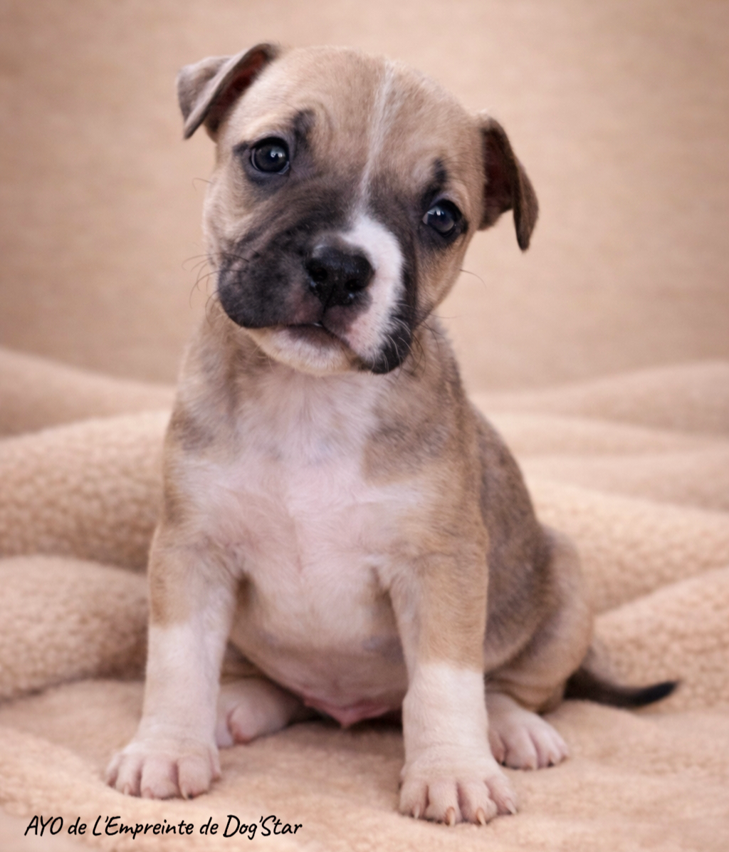 De L'Empreinte De Dog'star - Chiots disponibles - American Staffordshire Terrier