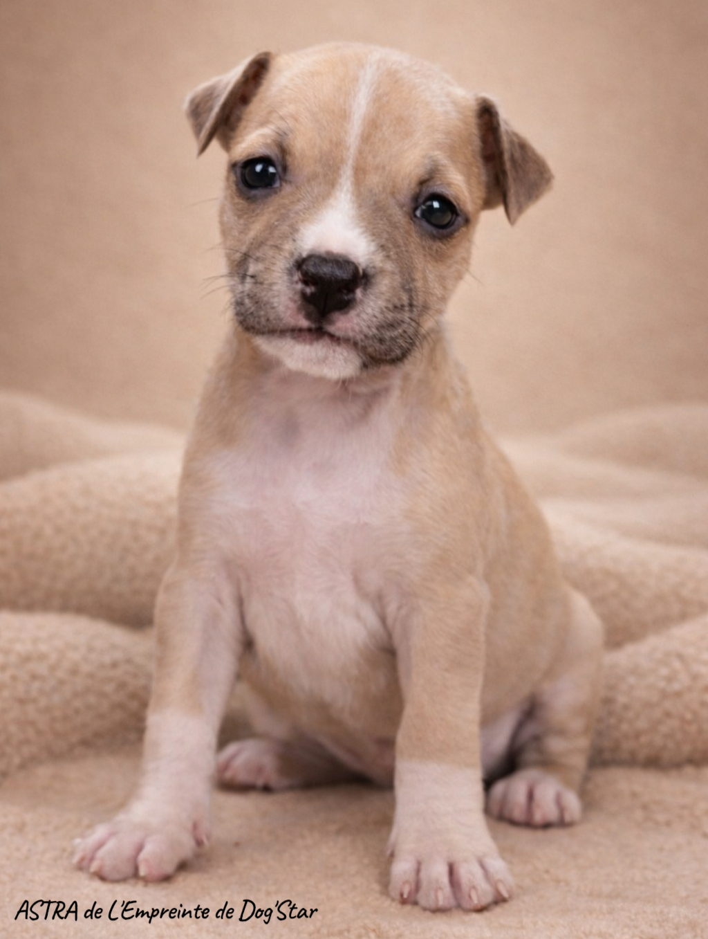 De L'Empreinte De Dog'star - Chiots disponibles - American Staffordshire Terrier