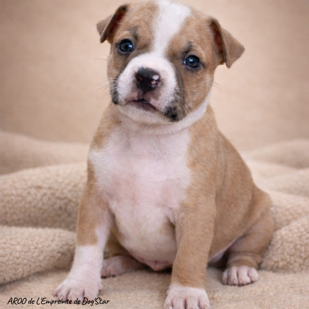 De L'Empreinte De Dog'star - Chiots disponibles - American Staffordshire Terrier