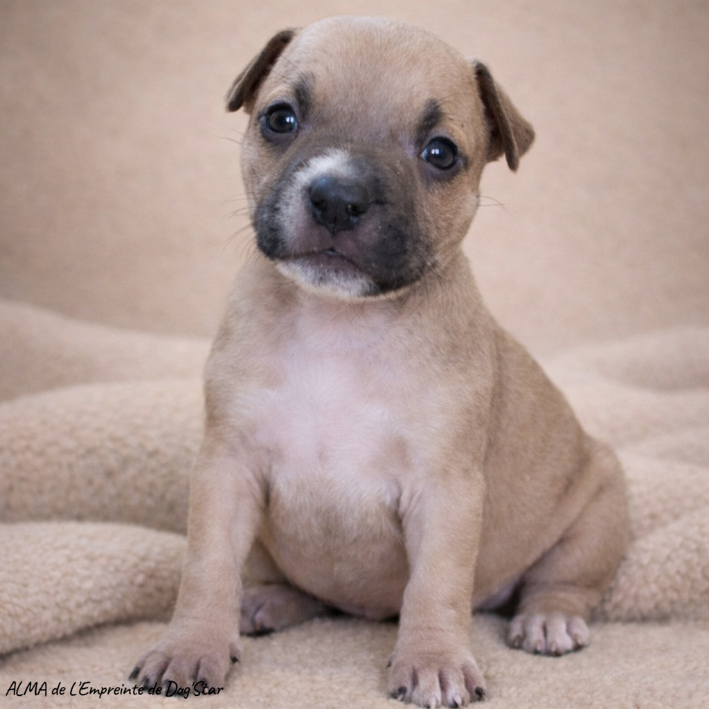 De L'Empreinte De Dog'star - Chiots disponibles - American Staffordshire Terrier