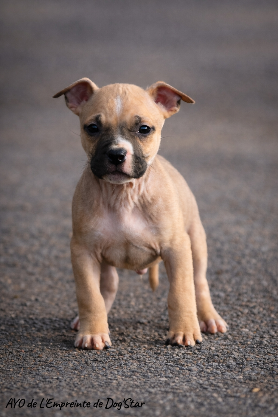 De L'Empreinte De Dog'star - Chiots disponibles - American Staffordshire Terrier