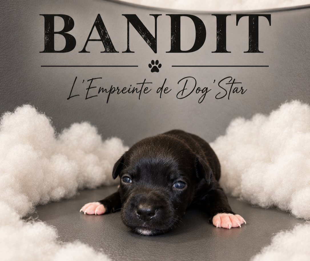 De L'Empreinte De Dog'star - Chiots disponibles - Staffordshire Bull Terrier