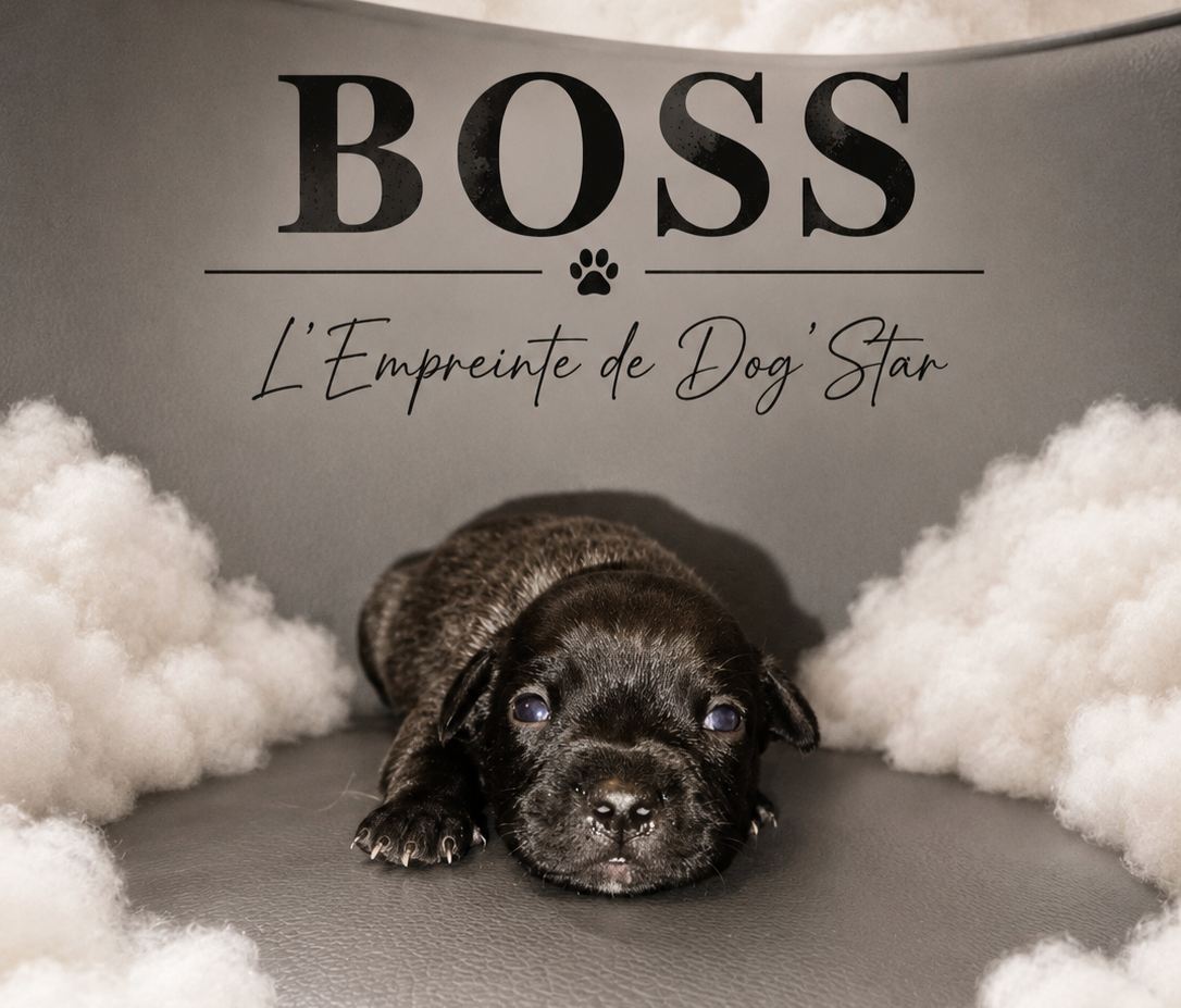 De L'Empreinte De Dog'star - Chiots disponibles - Staffordshire Bull Terrier