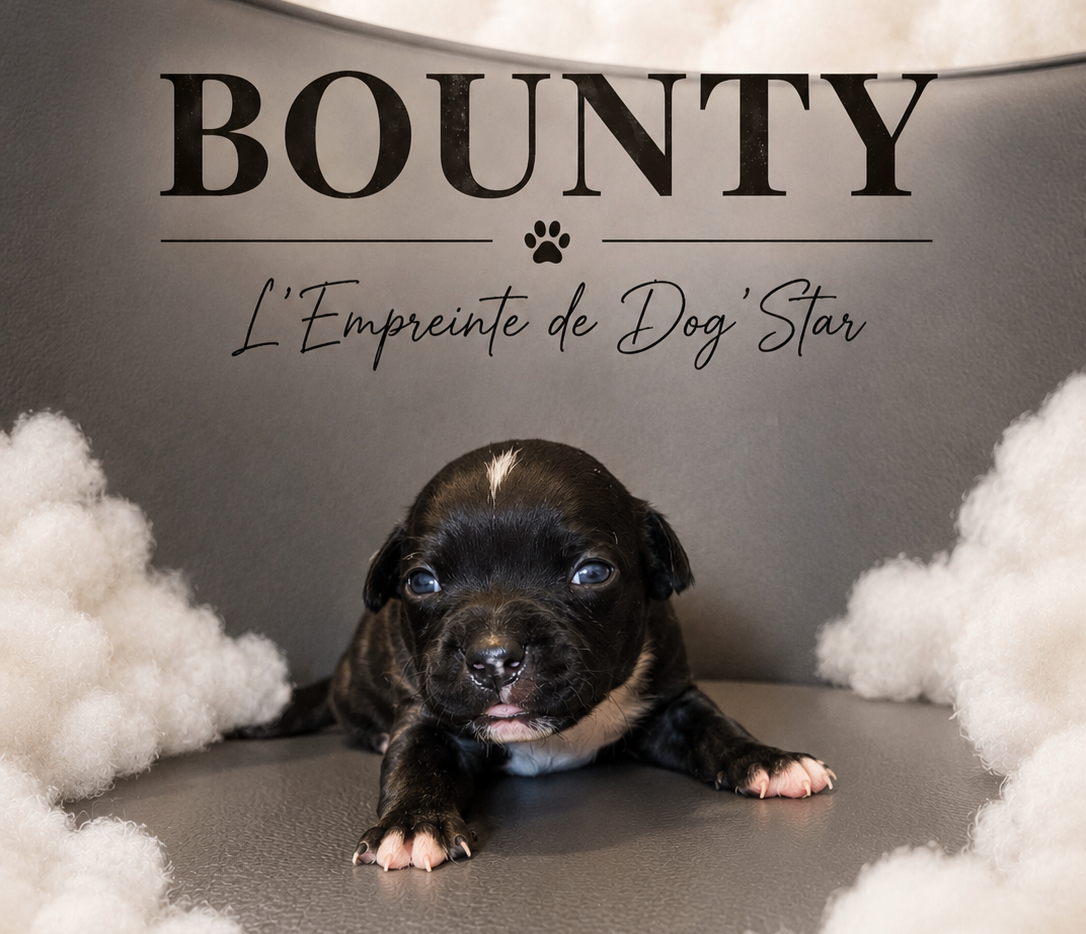 De L'Empreinte De Dog'star - Chiots disponibles - Staffordshire Bull Terrier