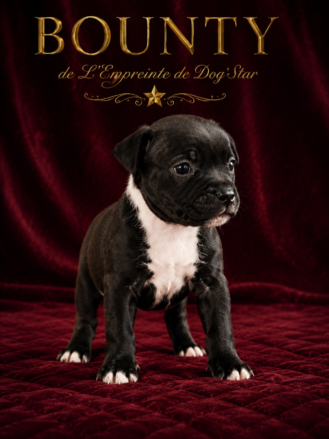 De L'Empreinte De Dog'star - Chiots disponibles - Staffordshire Bull Terrier