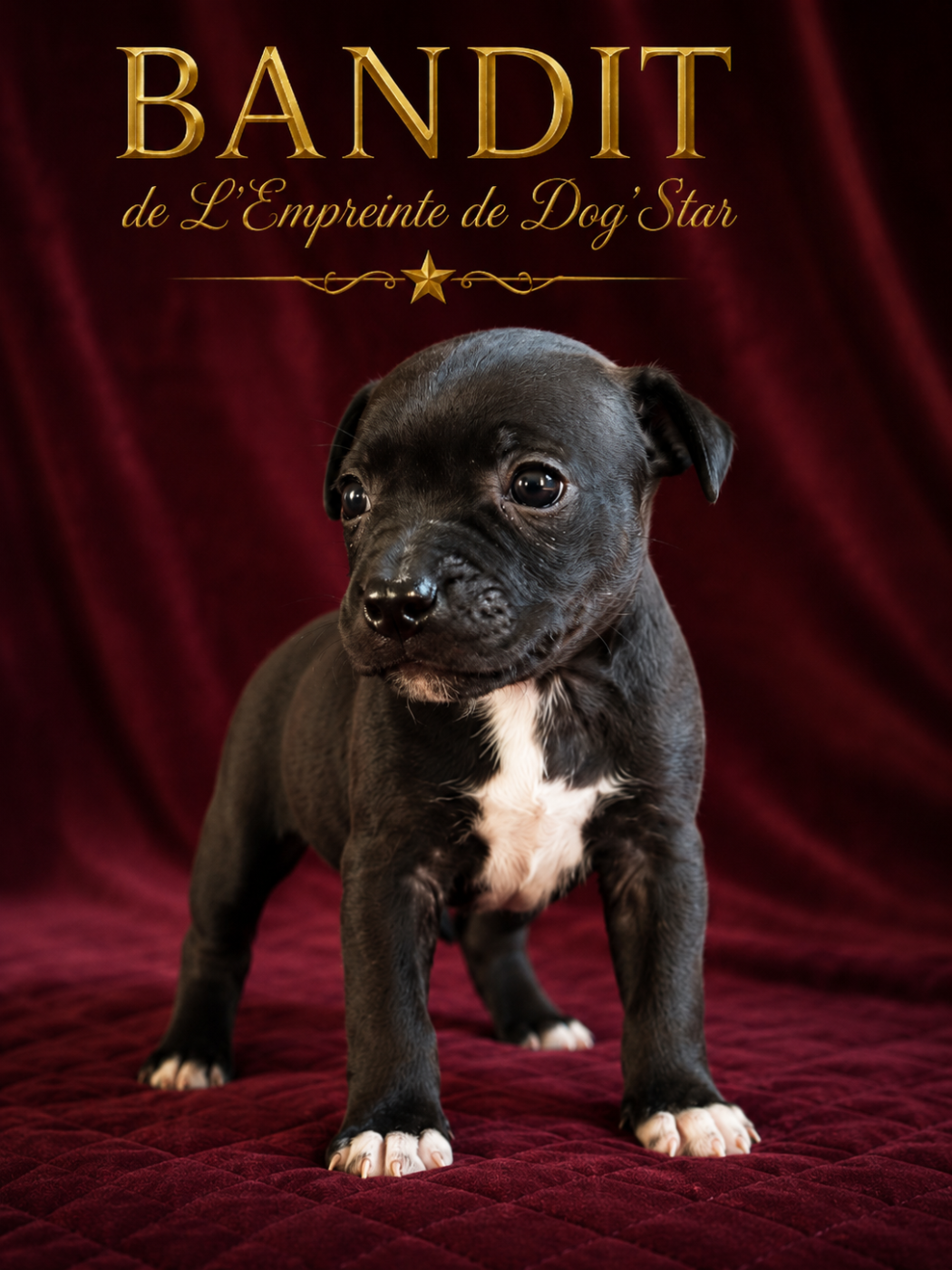 De L'Empreinte De Dog'star - Chiots disponibles - Staffordshire Bull Terrier