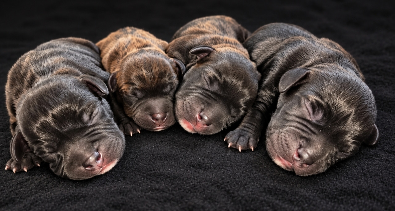 Chiot Staffordshire Bull Terrier De L'Empreinte De Dog'star