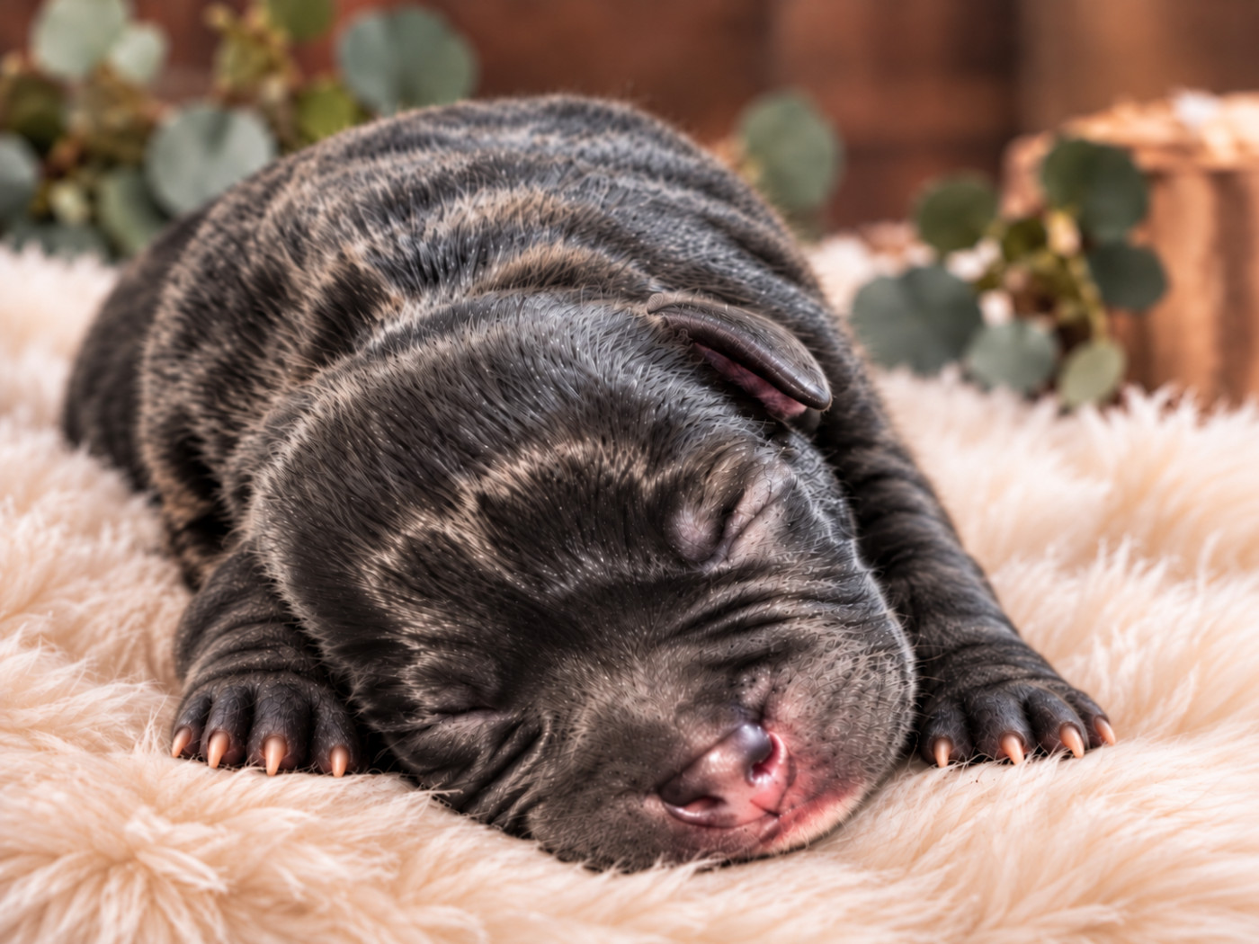 De L'Empreinte De Dog'star - Chiots disponibles - Staffordshire Bull Terrier
