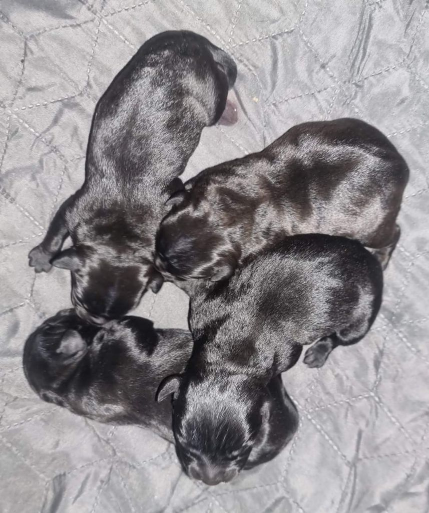 De L'Empreinte De Dog'star - Staffordshire Bull Terrier - Portée née le 04/10/2023