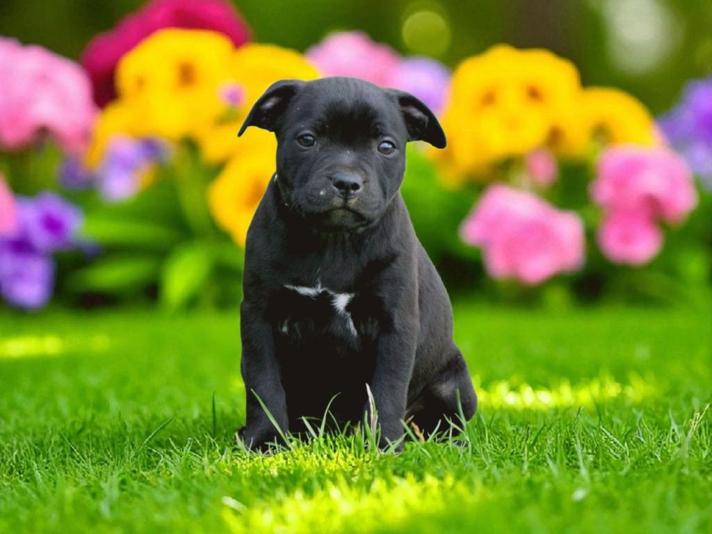 De L'Empreinte De Dog'star - Chiots disponibles - Staffordshire Bull Terrier