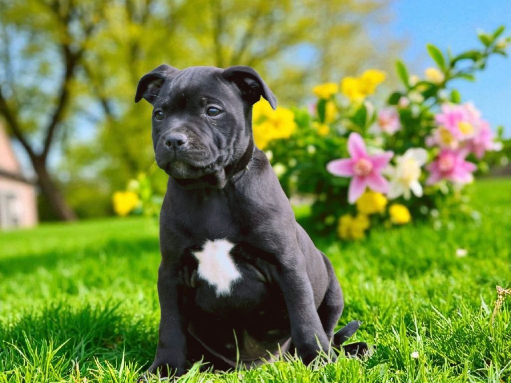 De L'Empreinte De Dog'star - Chiots disponibles - Staffordshire Bull Terrier