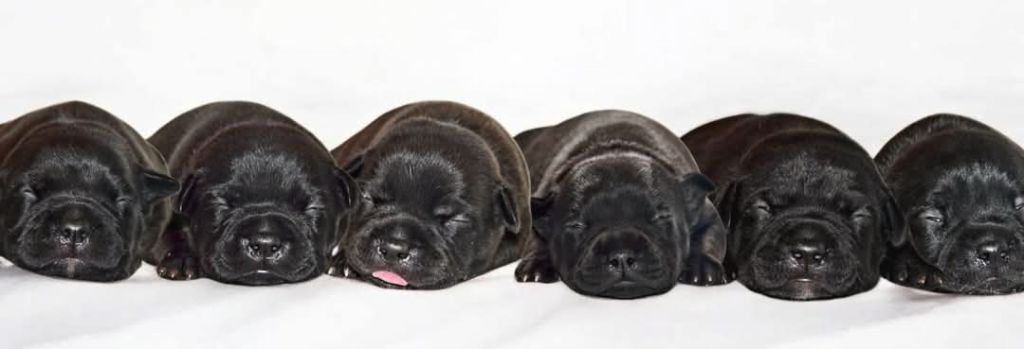 Chiot Staffordshire Bull Terrier De L'Empreinte De Dog'star